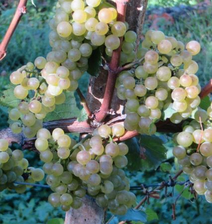 Chardonnay