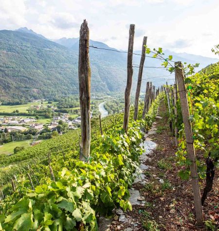 Vigneti