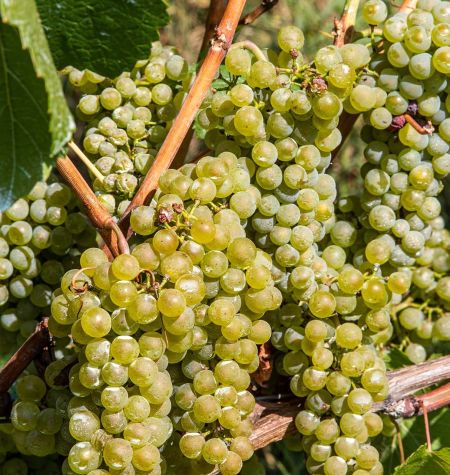 Chardonnay