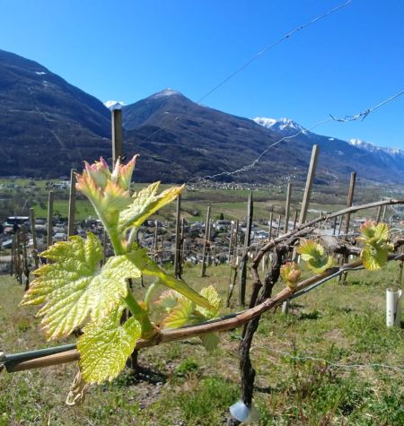 Nebbiolo