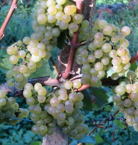 Chardonnay