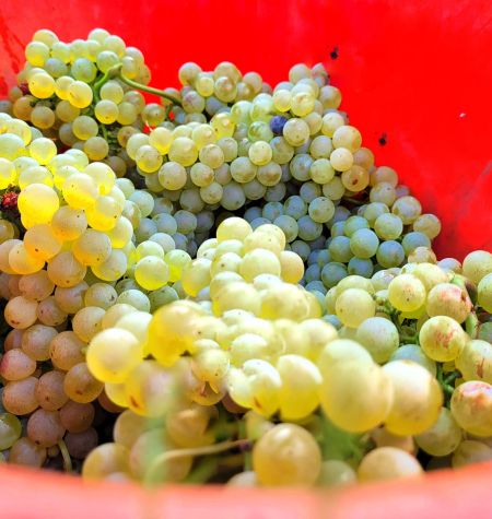 Chardonnay