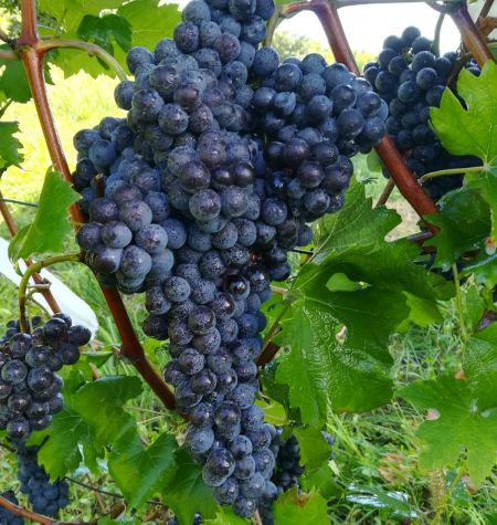 Nebbiolo
