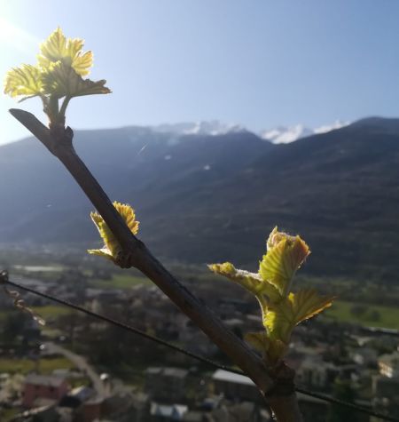 Pignola