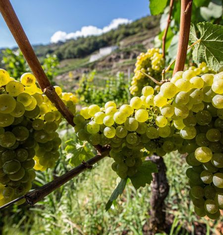 Chardonnay