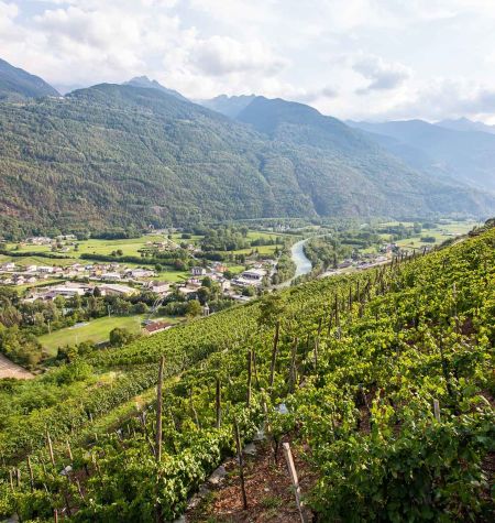 Terroir
