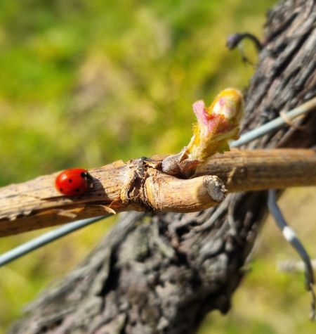 Nebbiolo