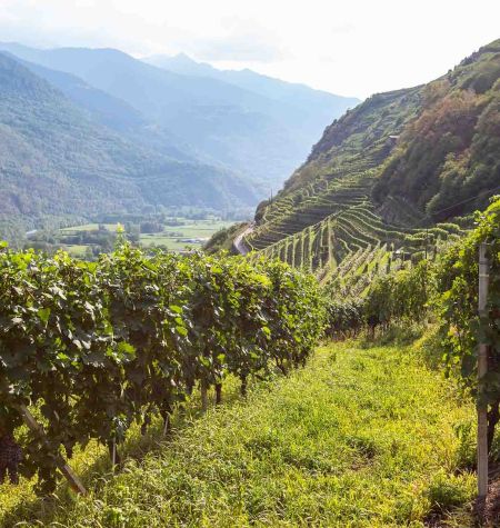 Vigneti