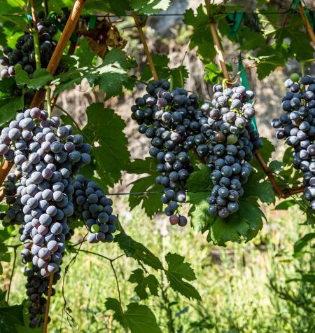 Cabernet Sauvignon