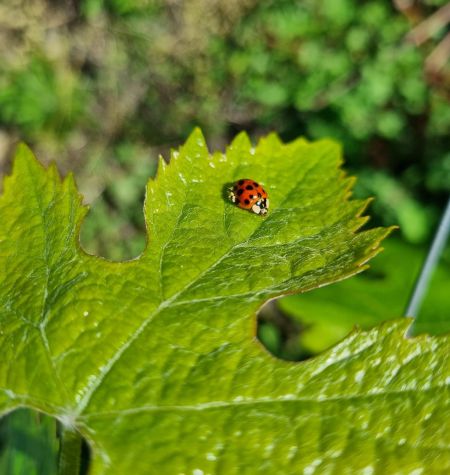 Cabernet Sauvignon