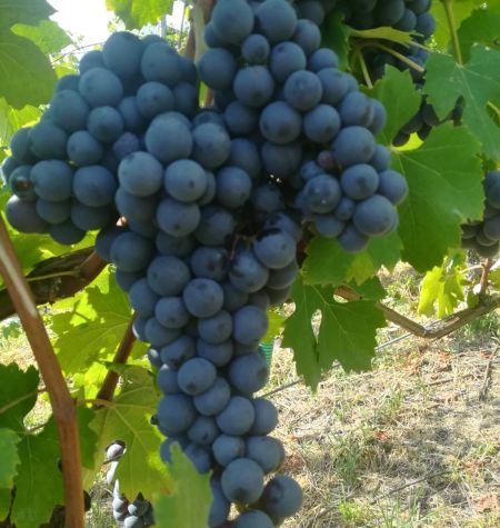 Nebbiolo