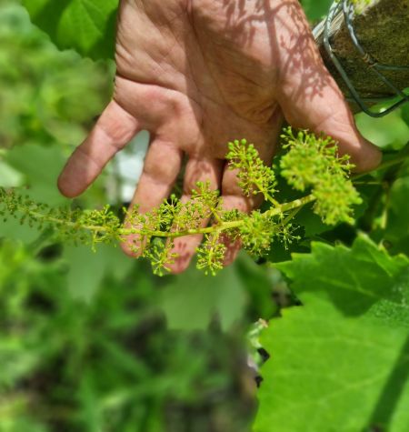 Nebbiolo