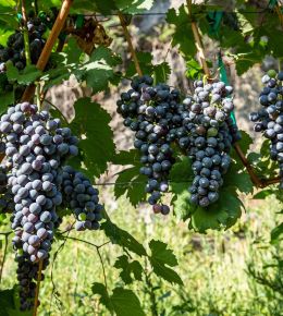 Cabernet Sauvignon