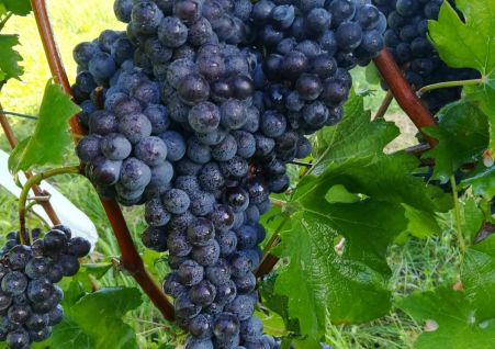 Nebbiolo