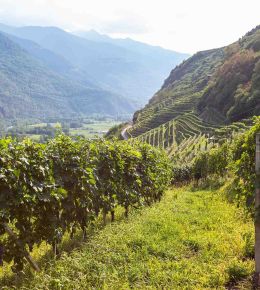 Vigneti