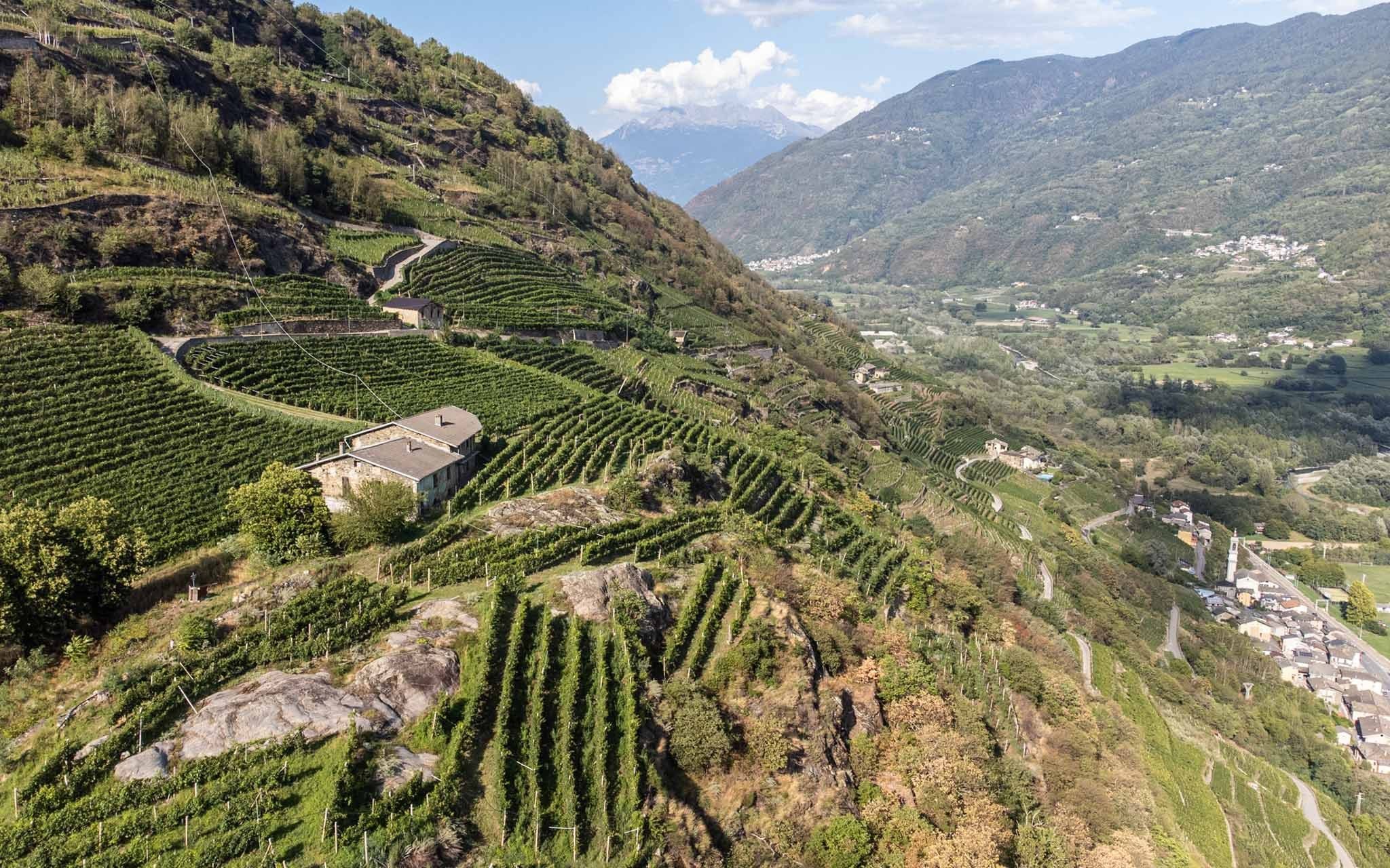 Nera Vini