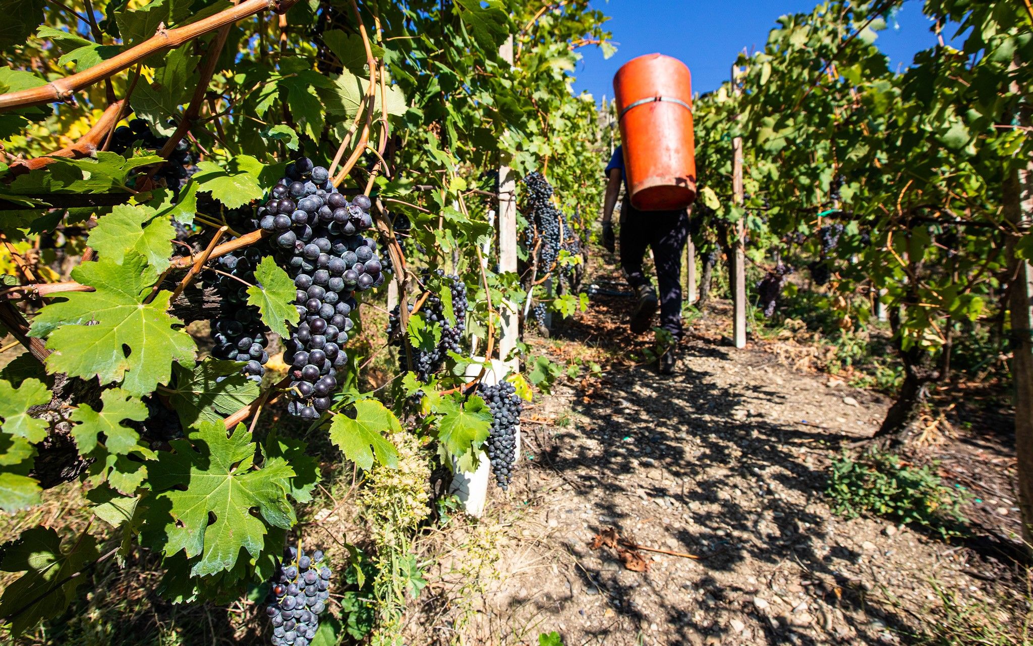 Nera Vini